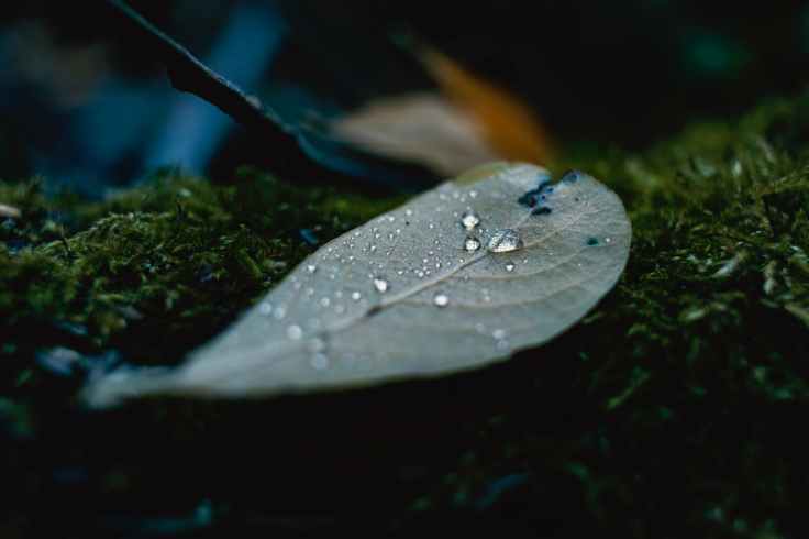 close up photography of leaf
